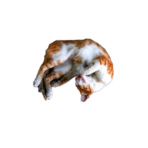 A Ginger And White Stray Cat Peacefully Sleeping On A Stone Pavement In An Urban Setting. 15996 - Cat PNG image with transparent background